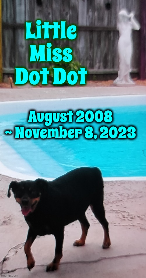 Dot Dot | Little Miss Dot Dot; August 2008 ~ November 8, 2023 | image tagged in dogs,man's best friend,best friend,died,broken heart,memes | made w/ Imgflip meme maker