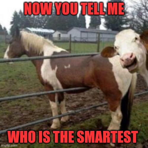 Smart Cow | NOW YOU TELL ME; WHO IS THE SMARTEST | image tagged in wtf cow | made w/ Imgflip meme maker