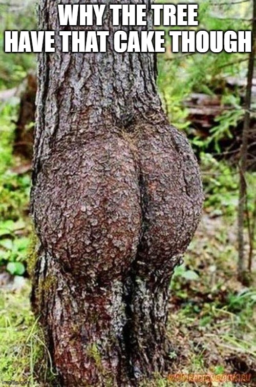 Sexy Tree | WHY THE TREE HAVE THAT CAKE THOUGH | image tagged in sexy tree | made w/ Imgflip meme maker