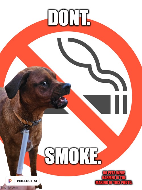 Dog says no to smoking | DONT. SMOKE. NO PETS WERE HARMED IN THE MAKING OF THIS PHOTO. | image tagged in dogs,funny memes,trending,smoking,no smoking,cigarettes | made w/ Imgflip meme maker