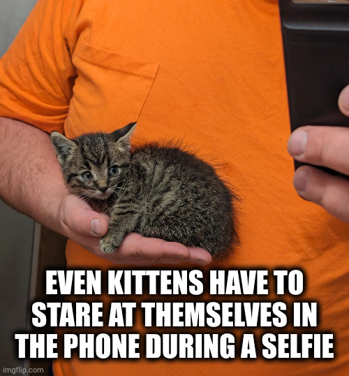 meow meow, might meow later | EVEN KITTENS HAVE TO STARE AT THEMSELVES IN THE PHONE DURING A SELFIE | image tagged in memes,cats | made w/ Imgflip meme maker