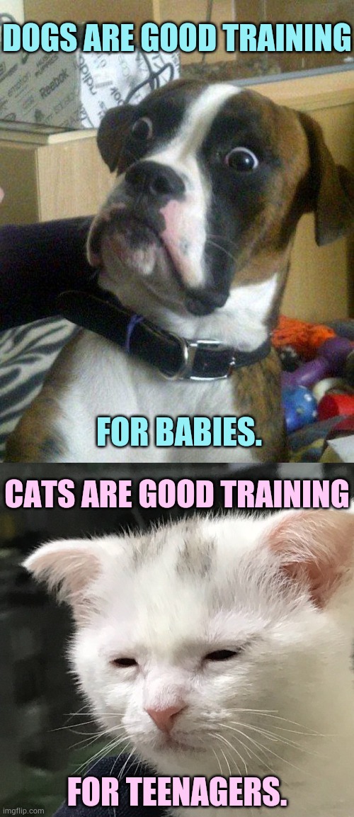 Animal Training | DOGS ARE GOOD TRAINING; FOR BABIES. CATS ARE GOOD TRAINING; FOR TEENAGERS. | image tagged in memes,fun,dogs,babies,cats,teenagers | made w/ Imgflip meme maker