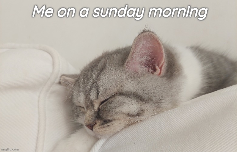 Sundays | Me on a sunday morning | image tagged in sunday morning,sunday,kitten,cute cat,sleeping cat,tabby cat | made w/ Imgflip meme maker