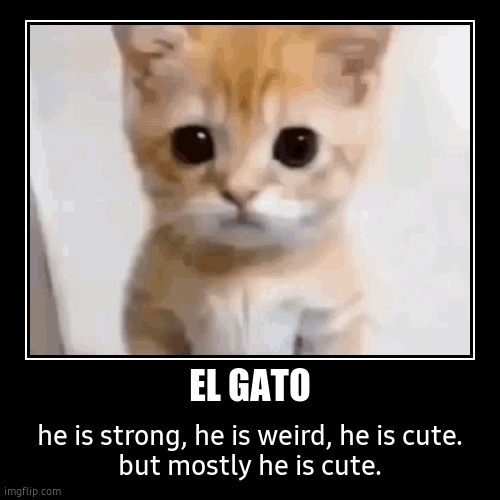 the el gato | EL GATO | he is strong, he is weird, he is cute.
but mostly he is cute. | image tagged in funny,demotivationals,cats | made w/ Imgflip demotivational maker