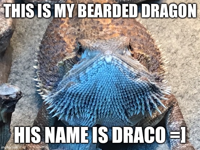 Draco the dragon | THIS IS MY BEARDED DRAGON; HIS NAME IS DRACO =] | image tagged in dragon | made w/ Imgflip meme maker
