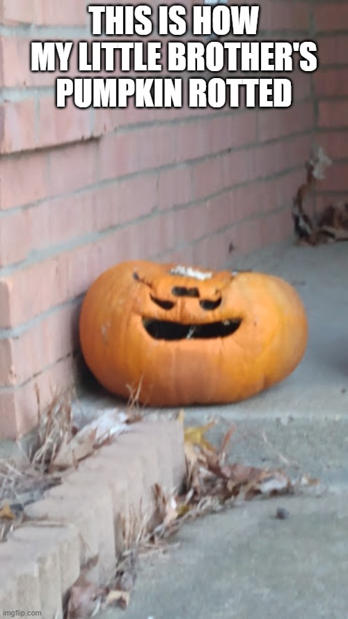 I saw that and just snapped the picture | THIS IS HOW MY LITTLE BROTHER'S PUMPKIN ROTTED | image tagged in funny pumpkin,pumpkin,memes | made w/ Imgflip meme maker