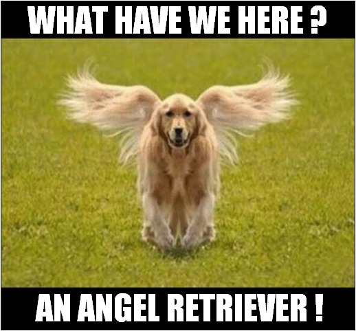 Trick Photography Or Just Magical ? | WHAT HAVE WE HERE ? AN ANGEL RETRIEVER ! | image tagged in dogs,golden retriever,angel,photography | made w/ Imgflip meme maker
