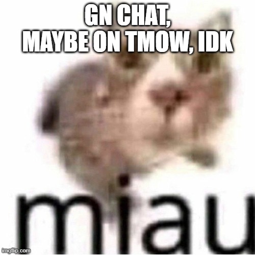 miau | GN CHAT, MAYBE ON TMOW, IDK | image tagged in miau | made w/ Imgflip meme maker