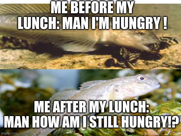 round gobies are bottomless holes! | ME BEFORE MY LUNCH: MAN I'M HUNGRY ! ME AFTER MY LUNCH: MAN HOW AM I STILL HUNGRY!? | made w/ Imgflip meme maker