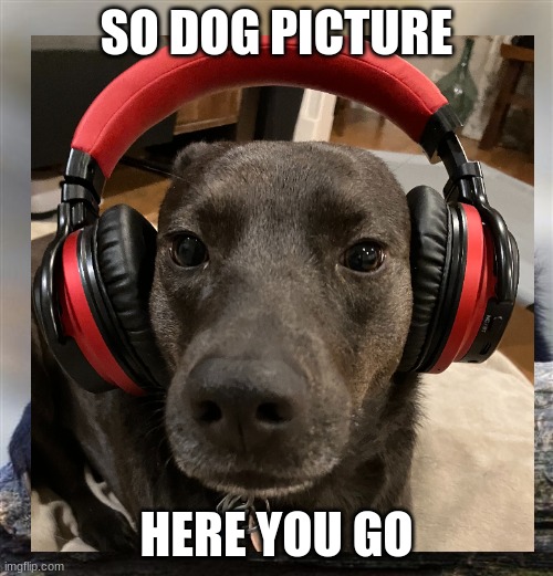 Part 2 of a meme | SO DOG PICTURE; HERE YOU GO | image tagged in sad bear | made w/ Imgflip meme maker