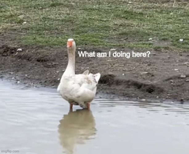 what am i doing here | image tagged in what am i doing here | made w/ Imgflip meme maker
