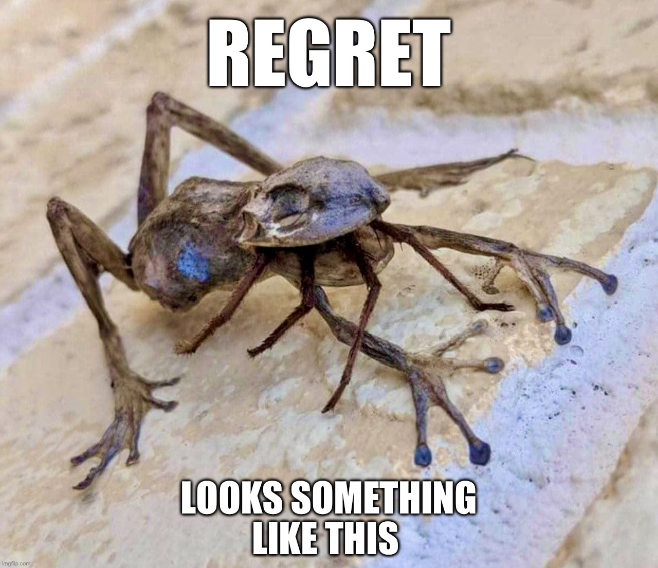 Bit off more than he could chew | REGRET; LOOKS SOMETHING
LIKE THIS | image tagged in spider,frog,memes,regret,nature,death battle | made w/ Imgflip meme maker