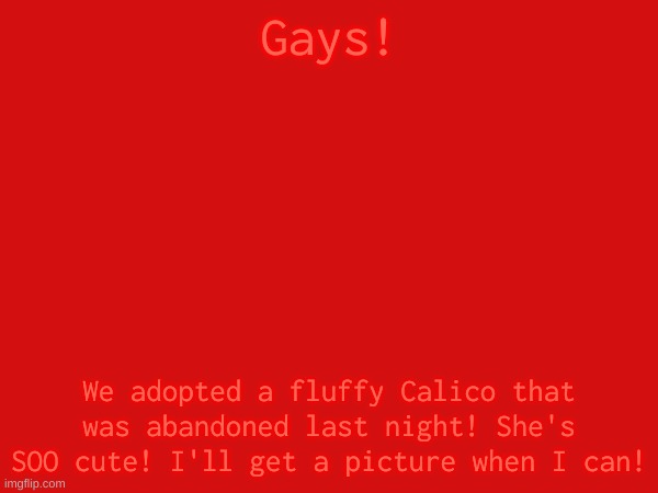Her name is Cocoa and she's the sweetest thing everr! <3 | Gays! We adopted a fluffy Calico that was abandoned last night! She's SOO cute! I'll get a picture when I can! | made w/ Imgflip meme maker