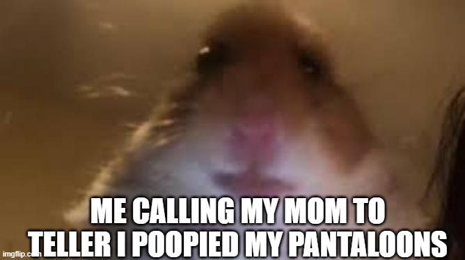 facetime hamster | ME CALLING MY MOM TO TELLER I POOPIED MY PANTALOONS | image tagged in facetime hamster,yes | made w/ Imgflip meme maker