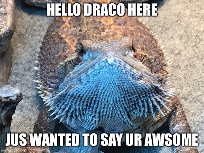 Ture | HELLO DRACO HERE; JUS WANTED TO SAY UR AWSOME | image tagged in cutenes | made w/ Imgflip meme maker