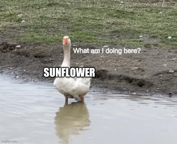 What am I doing here? | SUNFLOWER | image tagged in what am i doing here | made w/ Imgflip meme maker