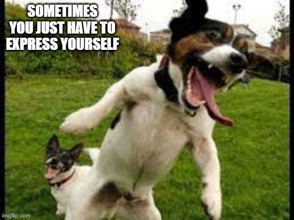 Express Yourself Dog | SOMETIMES YOU JUST HAVE TO EXPRESS YOURSELF | image tagged in funny dog | made w/ Imgflip meme maker