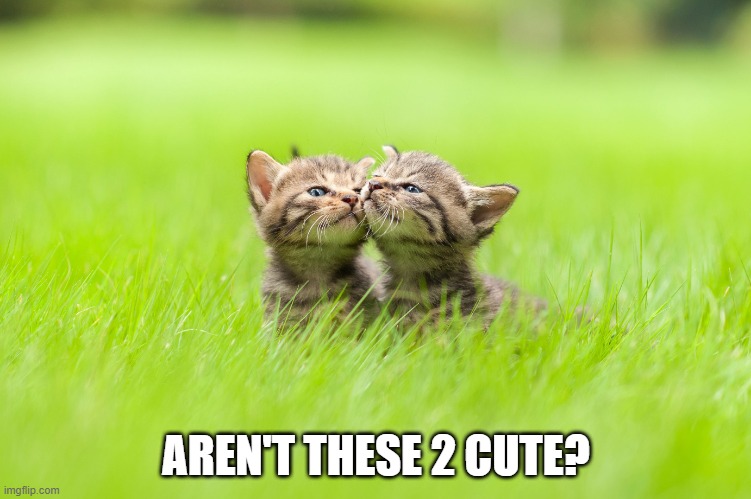 Cute | AREN'T THESE 2 CUTE? | image tagged in cats | made w/ Imgflip meme maker