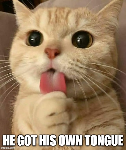 Got Your Own Tongue | HE GOT HIS OWN TONGUE | image tagged in cats | made w/ Imgflip meme maker