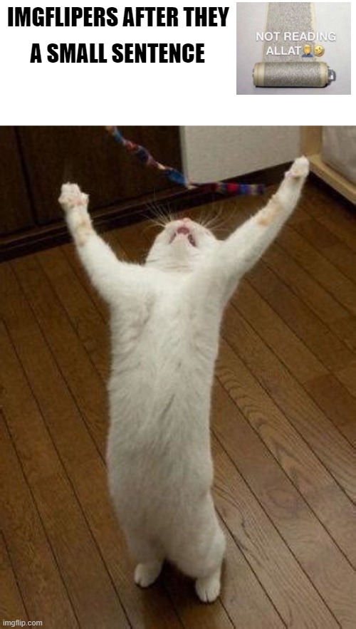 Hooray Cat | IMGFLIPERS AFTER THEY; A SMALL SENTENCE | image tagged in hooray cat | made w/ Imgflip meme maker