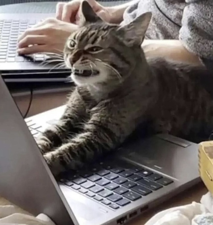 Angry cat laptop Blank Meme Template