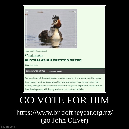 GO VOTE FOR HIM | https://www.birdoftheyear.org.nz/ (go John Oliver) | image tagged in funny,demotivationals | made w/ Imgflip demotivational maker