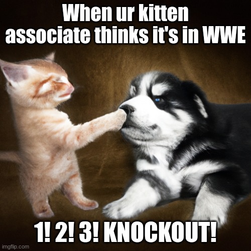 Poor, poor kitten. Little do they know that that pupper is a tug-of-war CHAMP! | When ur kitten associate thinks it's in WWE; 1! 2! 3! KNOCKOUT! | image tagged in puppyboop | made w/ Imgflip meme maker