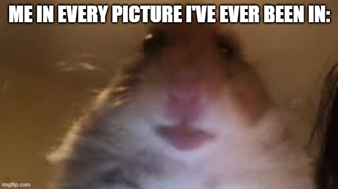 facetime hamster | ME IN EVERY PICTURE I'VE EVER BEEN IN: | image tagged in facetime hamster | made w/ Imgflip meme maker