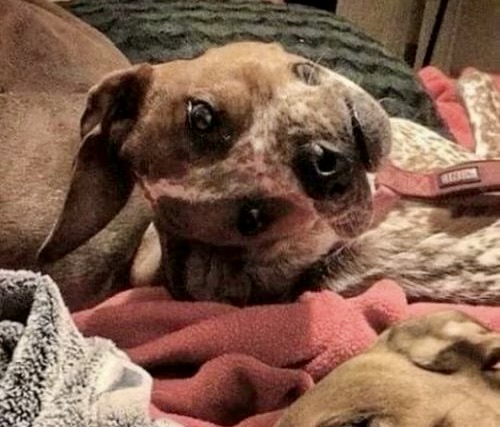 Dog Blank Template - Imgflip