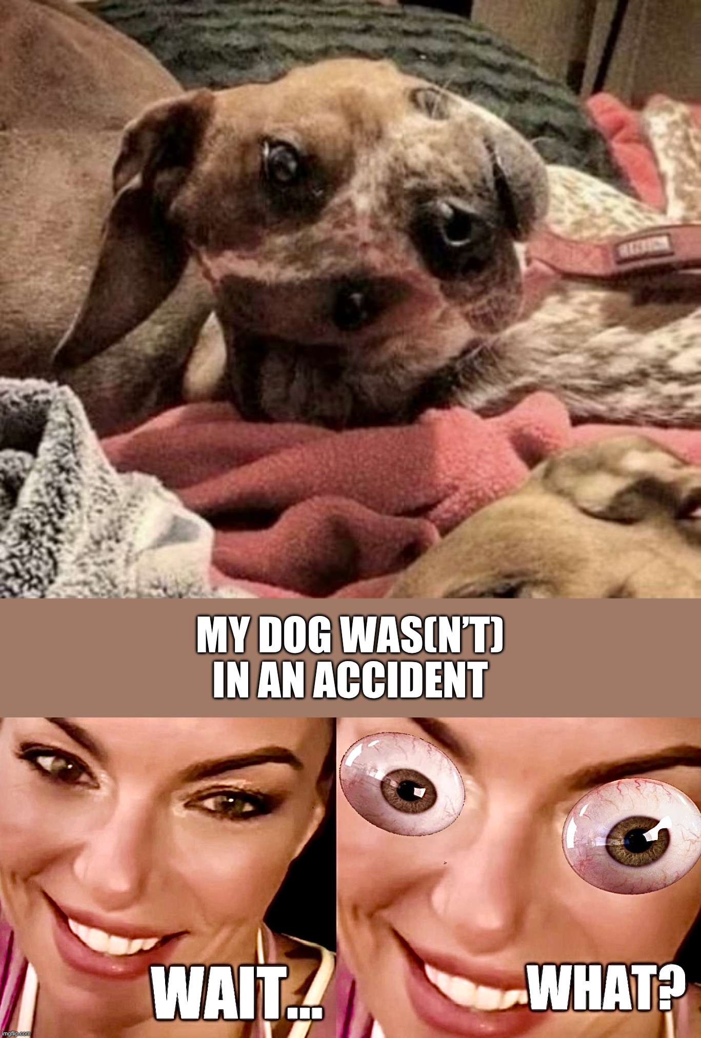 Fido is fine | MY DOG WAS(N’T)
IN AN ACCIDENT | image tagged in wait what,double take,memes,dog,look into my eyes | made w/ Imgflip meme maker