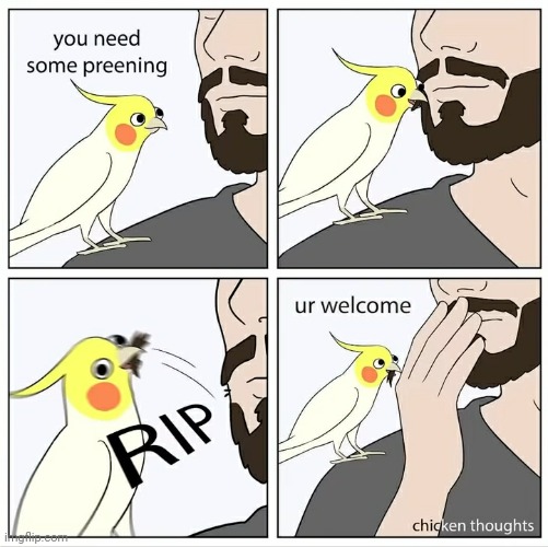 A successful preen | image tagged in birb | made w/ Imgflip meme maker