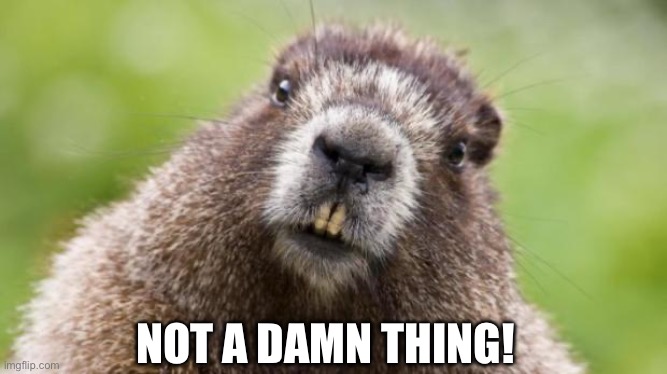 Mr Beaver | NOT A DAMN THING! | image tagged in mr beaver | made w/ Imgflip meme maker