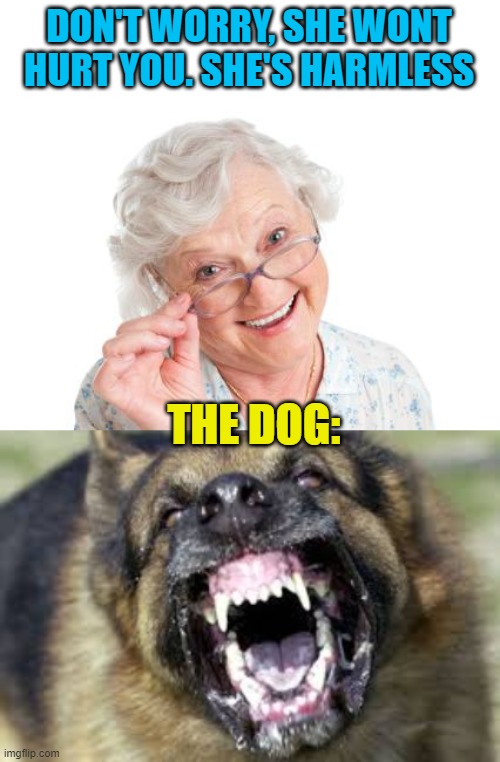 Cute dog | DON'T WORRY, SHE WONT HURT YOU. SHE'S HARMLESS; THE DOG: | image tagged in angry dog,grandma,dog,angry,does your dog bite | made w/ Imgflip meme maker