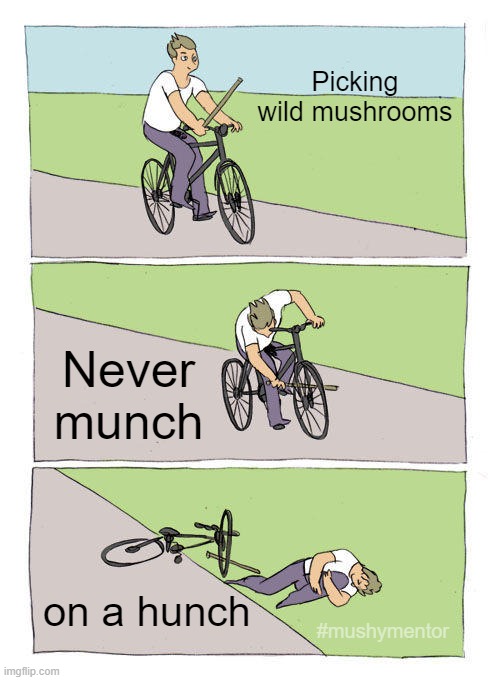 picking mushrooms | Picking wild mushrooms; Never munch; #mushymentor; on a hunch | image tagged in memes,bike fall | made w/ Imgflip meme maker