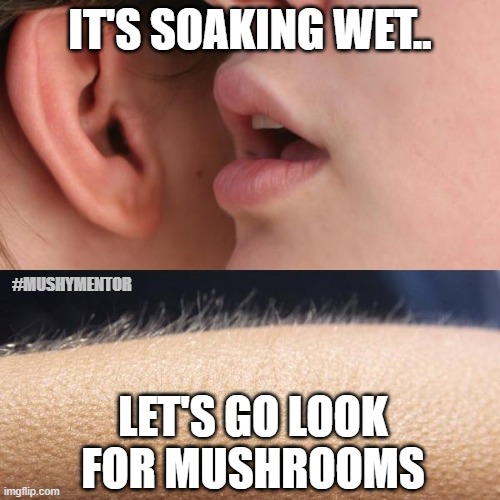 its soaking wet | IT'S SOAKING WET.. #MUSHYMENTOR; LET'S GO LOOK FOR MUSHROOMS | image tagged in whisper and goosebumps | made w/ Imgflip meme maker