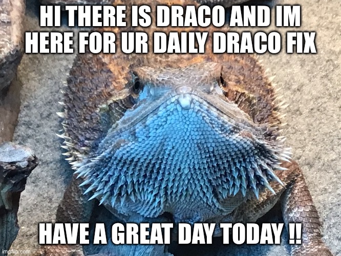 Hi there | HI THERE IS DRACO AND IM HERE FOR UR DAILY DRACO FIX; HAVE A GREAT DAY TODAY !! | image tagged in cutenes | made w/ Imgflip meme maker