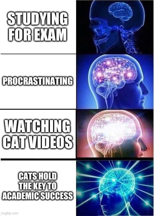 Expanding Brain | STUDYING FOR EXAM; PROCRASTINATING; WATCHING CAT VIDEOS; CATS HOLD THE KEY TO ACADEMIC SUCCESS | image tagged in memes,expanding brain | made w/ Imgflip meme maker