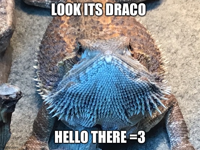 Hewo | LOOK ITS DRACO; HELLO THERE =3 | image tagged in cutenes | made w/ Imgflip meme maker