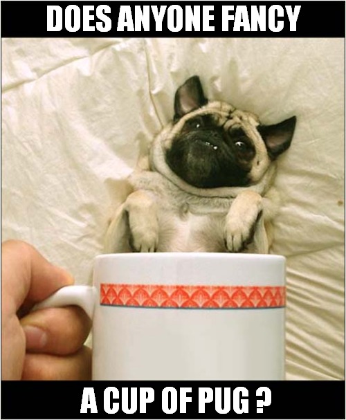Tiny Pug Or Giant Cup ? | DOES ANYONE FANCY; A CUP OF PUG ? | image tagged in dogs,pugs,optical illusion | made w/ Imgflip meme maker