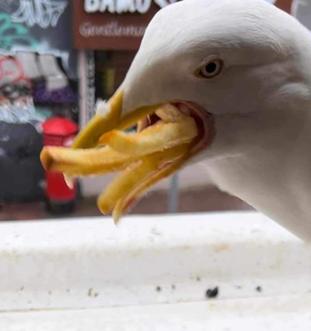 Fry Bird Blank Meme Template