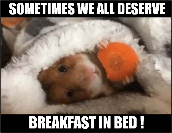 Oh, To Be A Hamster ! | SOMETIMES WE ALL DESERVE; BREAKFAST IN BED ! | image tagged in hamster,breakfast,bed | made w/ Imgflip meme maker