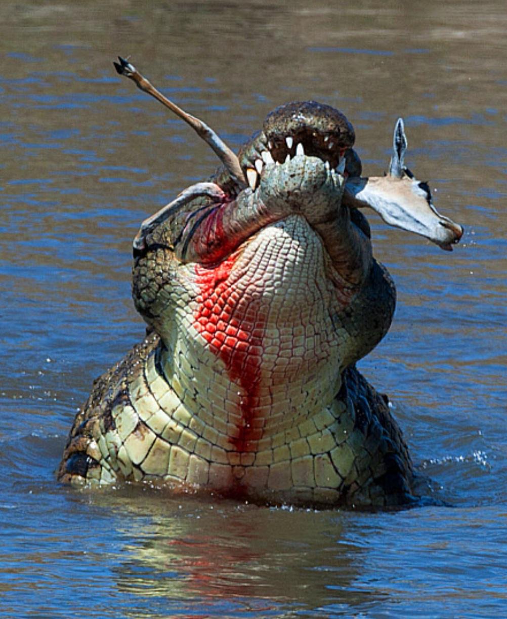 Croc Blank Meme Template