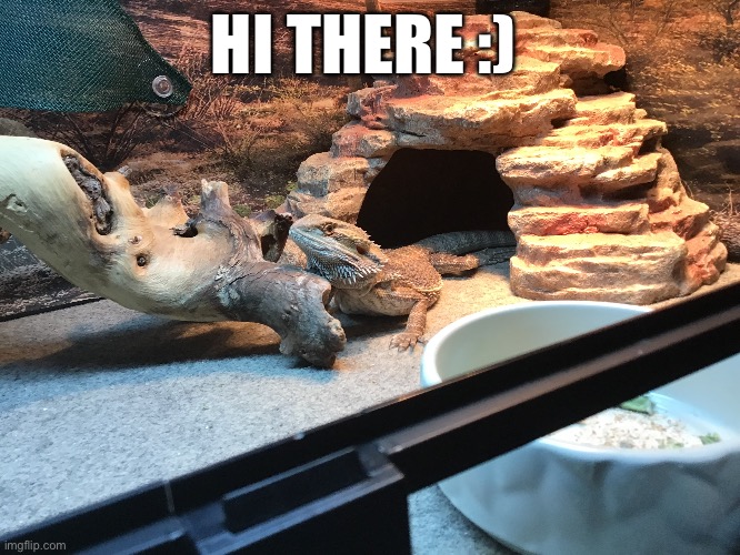 Hi ther | HI THERE :) | image tagged in dragon | made w/ Imgflip meme maker