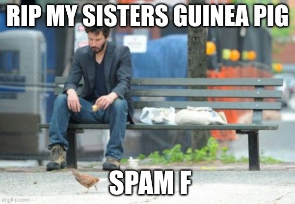 F In The Chat | RIP MY SISTERS GUINEA PIG; SPAM F | image tagged in memes,sad keanu | made w/ Imgflip meme maker