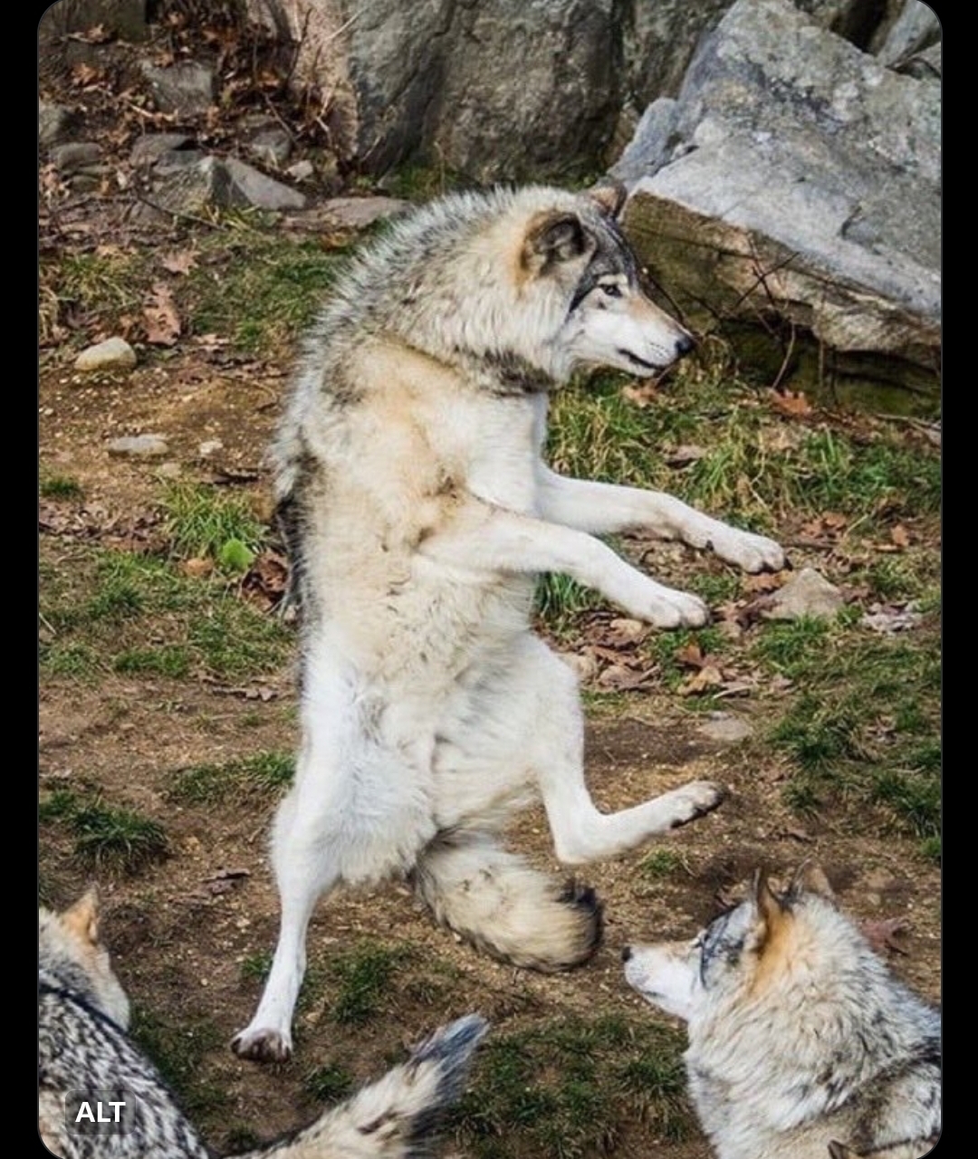 Wolf walking Blank Meme Template