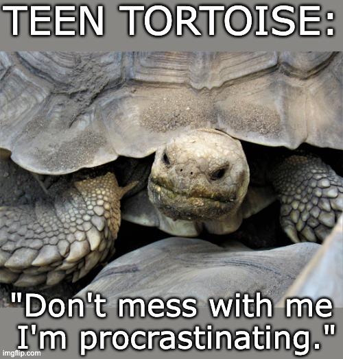 Hard-shelled | TEEN TORTOISE:; "Don't mess with me
 I'm procrastinating." | image tagged in grumpy tortoise,teenager,procrastination,procrastinate,cute | made w/ Imgflip meme maker