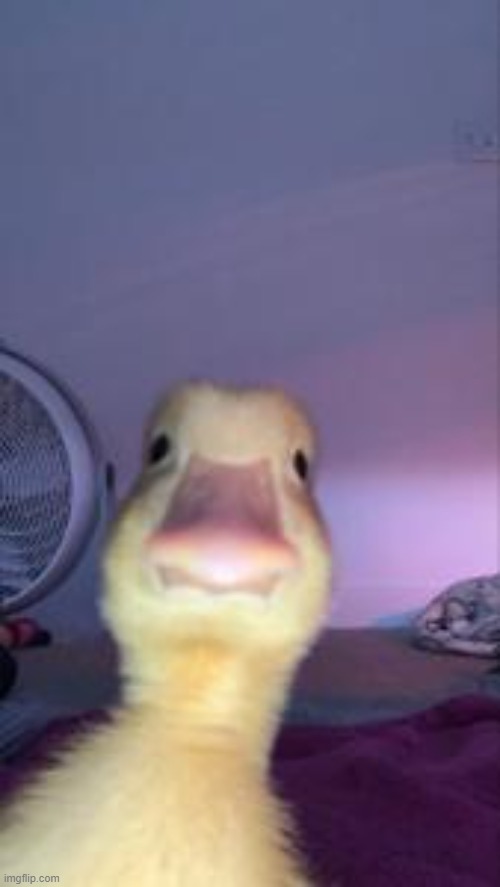 Duckling Bruh | image tagged in duckling bruh | made w/ Imgflip meme maker