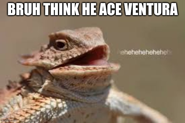 heheheheh dragon | BRUH THINK HE ACE VENTURA | image tagged in heheheheh dragon | made w/ Imgflip meme maker