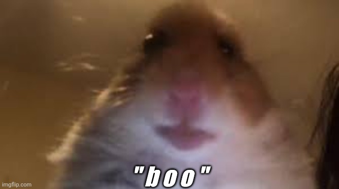 facetime hamster | " b o o " | image tagged in facetime hamster | made w/ Imgflip meme maker