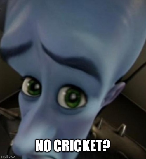 Megamind no bitches | NO CRICKET? | image tagged in megamind no bitches | made w/ Imgflip meme maker